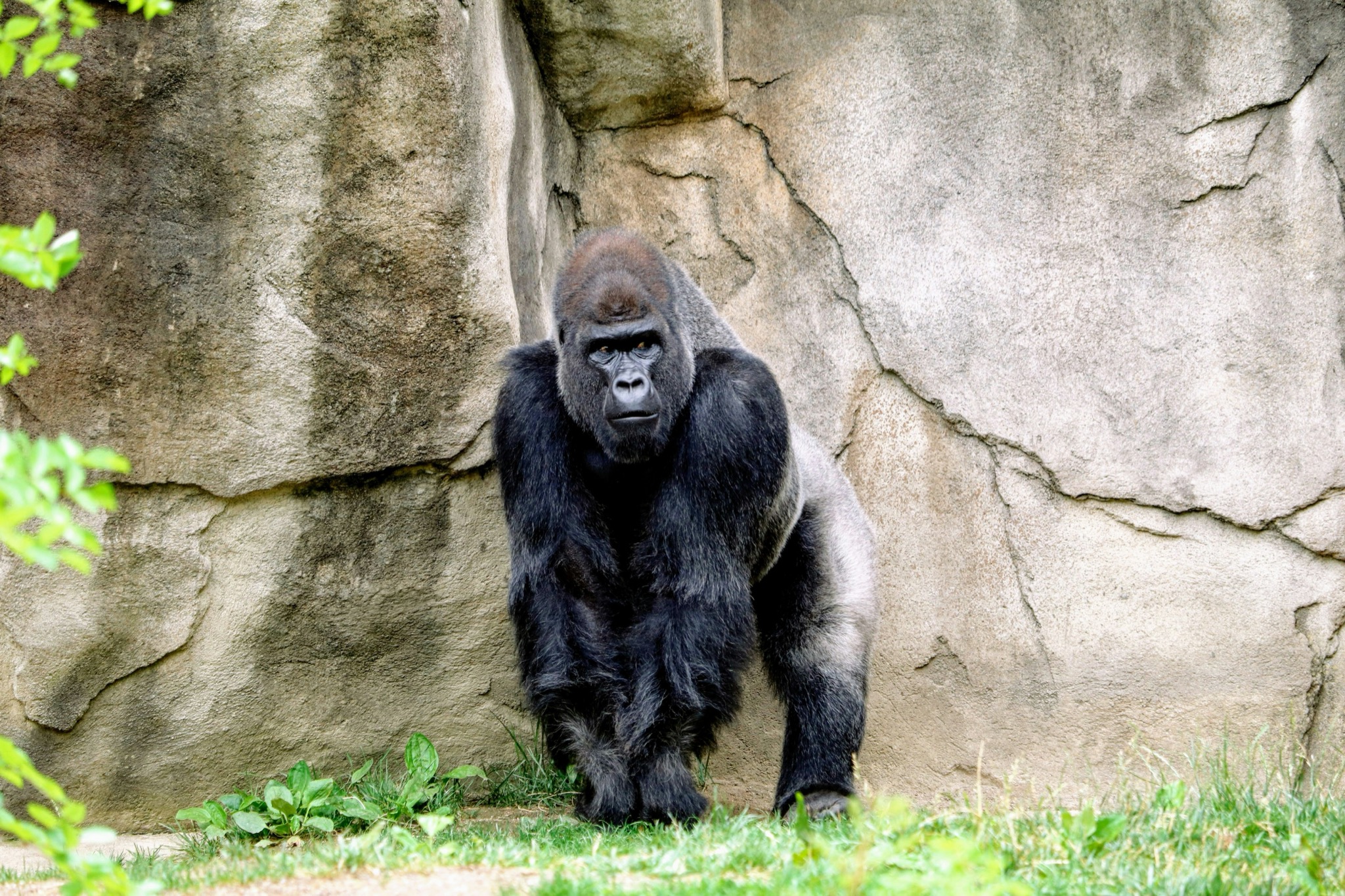 Traveler with mountain gorillas in Bwindi